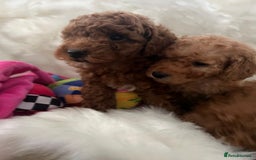 Cavapoo dogs for sale: Mixed litter of adorable cavapoo puppies - Advert 12