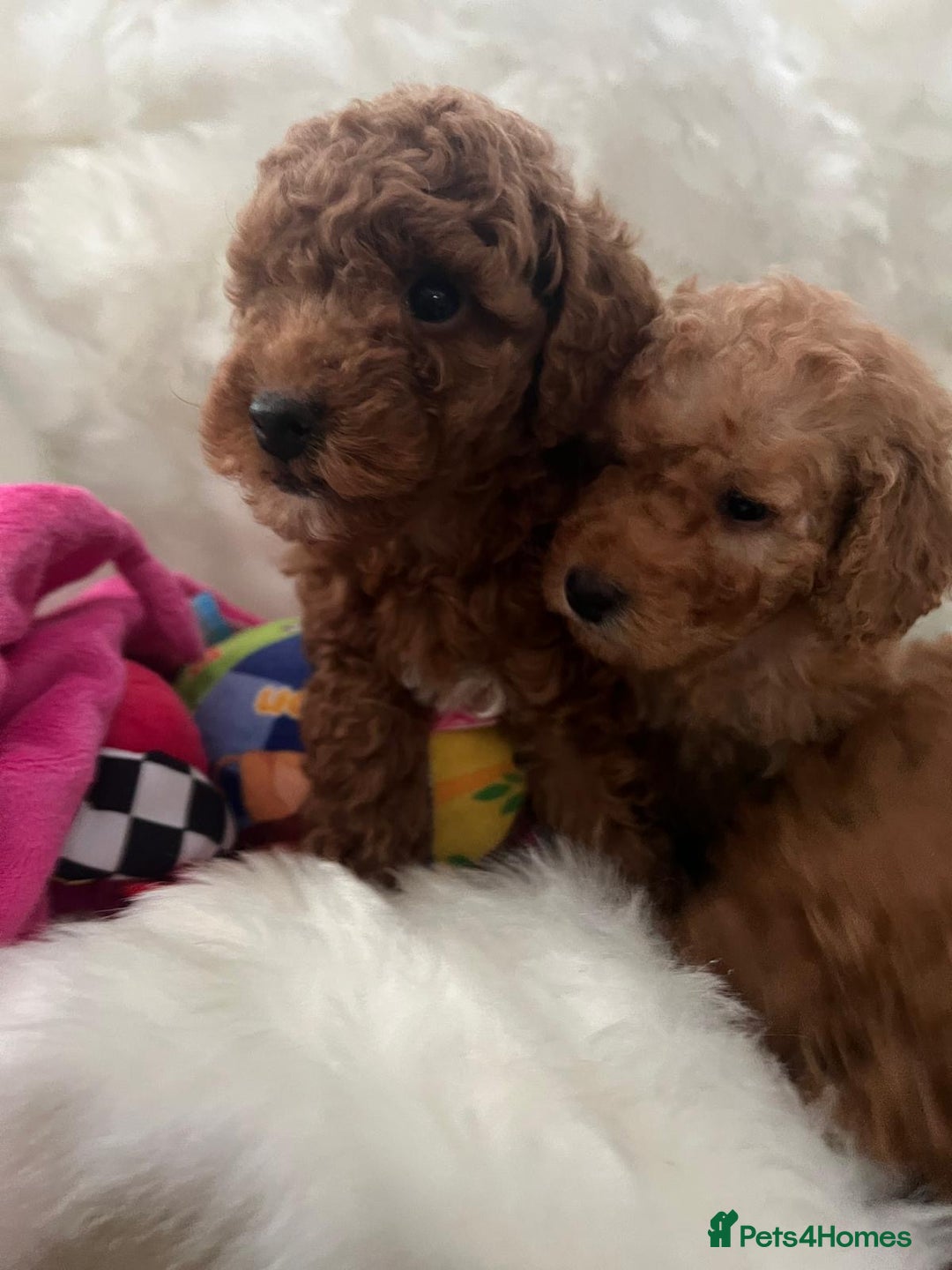 Cavapoo dogs for sale: Mixed litter of adorable cavapoo puppies - Advert 12