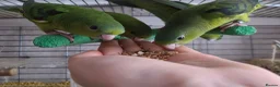 Parakeets birds for sale: Lineolated Parakeets - Advert 4