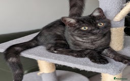 Selkirk Rex cats for sale: 😻 Stunning Selkirk Rex Mix Kittens 😻 - Image 3
