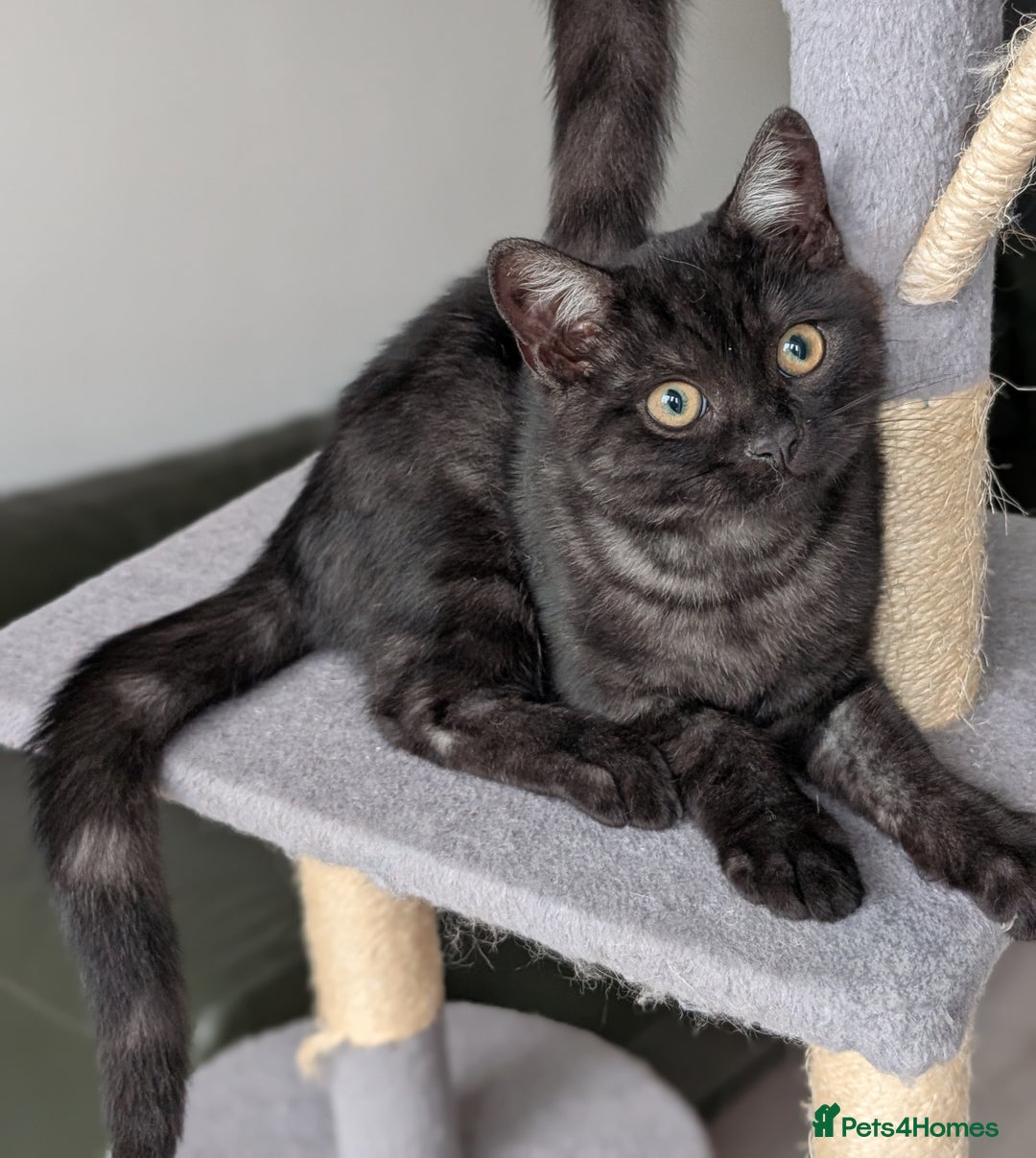 Selkirk Rex cats for sale: 😻 Stunning Selkirk Rex Mix Kittens 😻 - Image 3