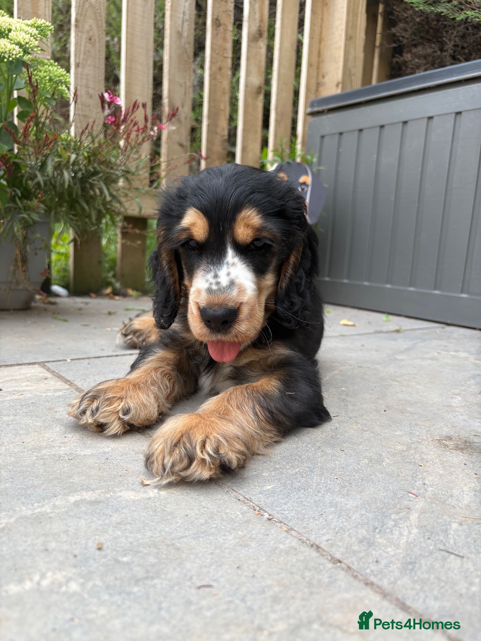Cocker Spaniel dogs  Kc reg male show type ready now  - Advert 2