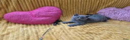 British Shorthair cats for sale: Ready! From GCCF parents with champions in line - Advert 8