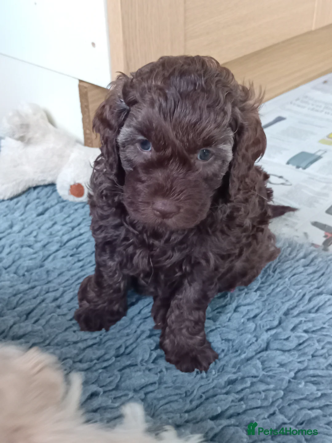 Goldendoodle dogs for sale: Adorable Miniature Double Doodle puppies  - Advert 5