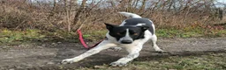 Mixed Breed dogs for adoption: 💙🐶 LEVKO – THE DOG WHO HAS ALL HOME PET HABITS in Burton-on-Trent - Advert 28