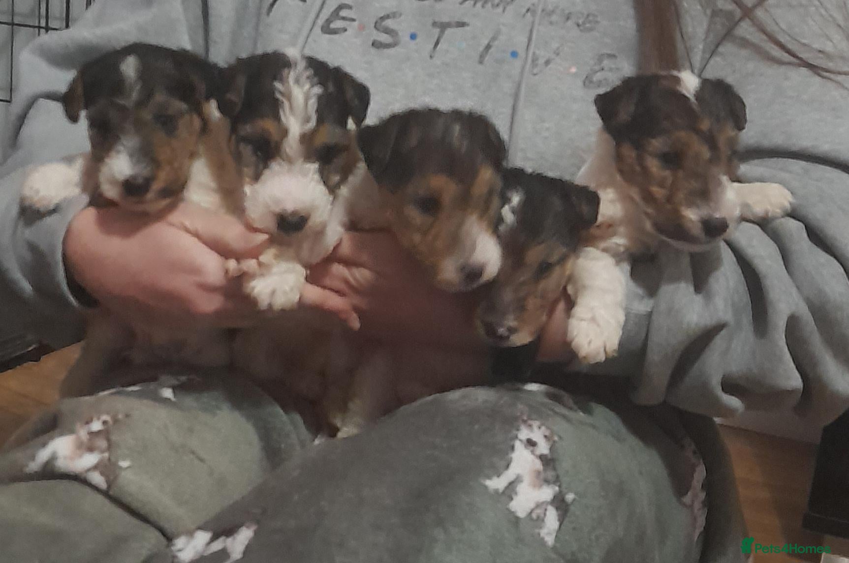 Fox Terrier dogs Wire Haired Fox Terrier Puppies - Advert 9