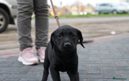 Labrador Retriever dogs for sale: Labrador puppies 2 male black KC reg - Image 6