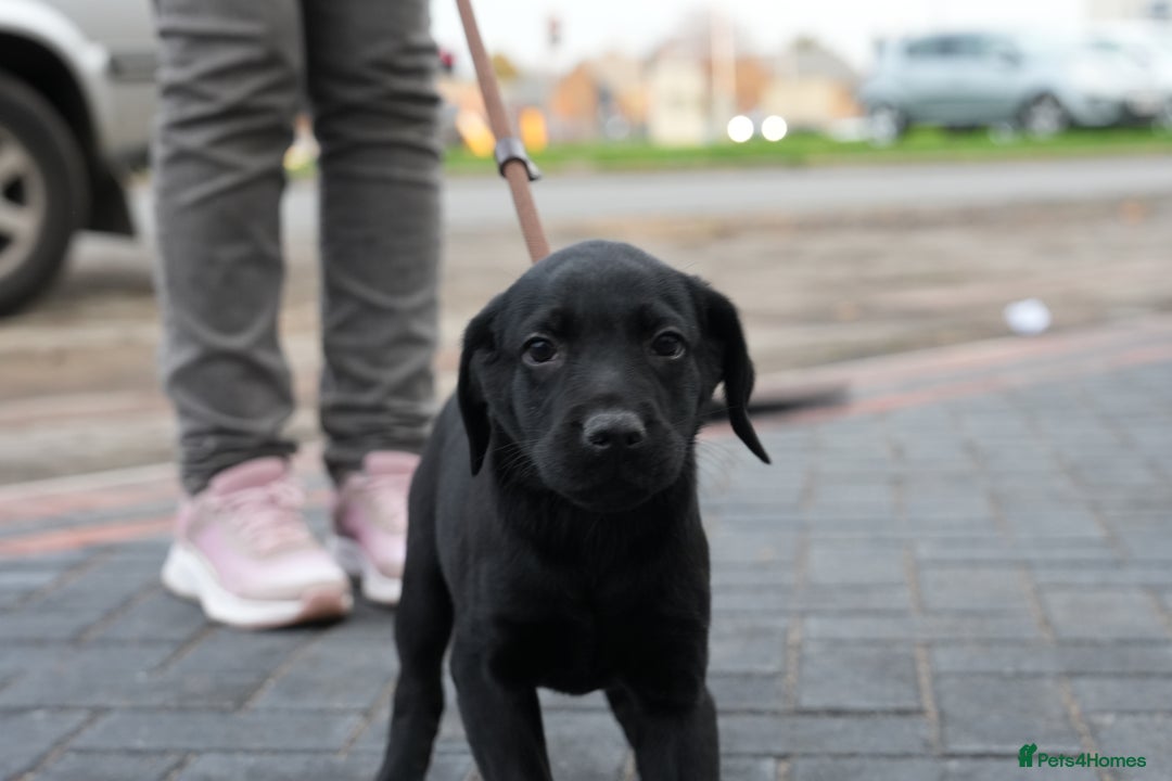 Labrador Retriever dogs for sale: Labrador puppies 2 male black KC reg - Image 6
