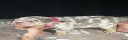 English Bulldog dogs for sale: Beautiful English Bulldog Girls in Wolverhampton - Advert 9