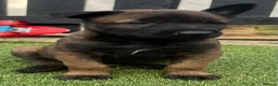 Belgian Shepherd Dog dogs for sale: Stunning litter of Belgian Malinois puppies  in Weymouth - Advert 5