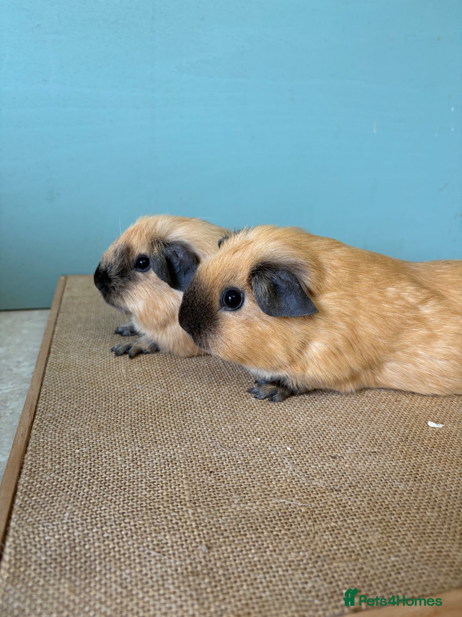 Guinea Pig rodents Male Cali Pair - Advert 2