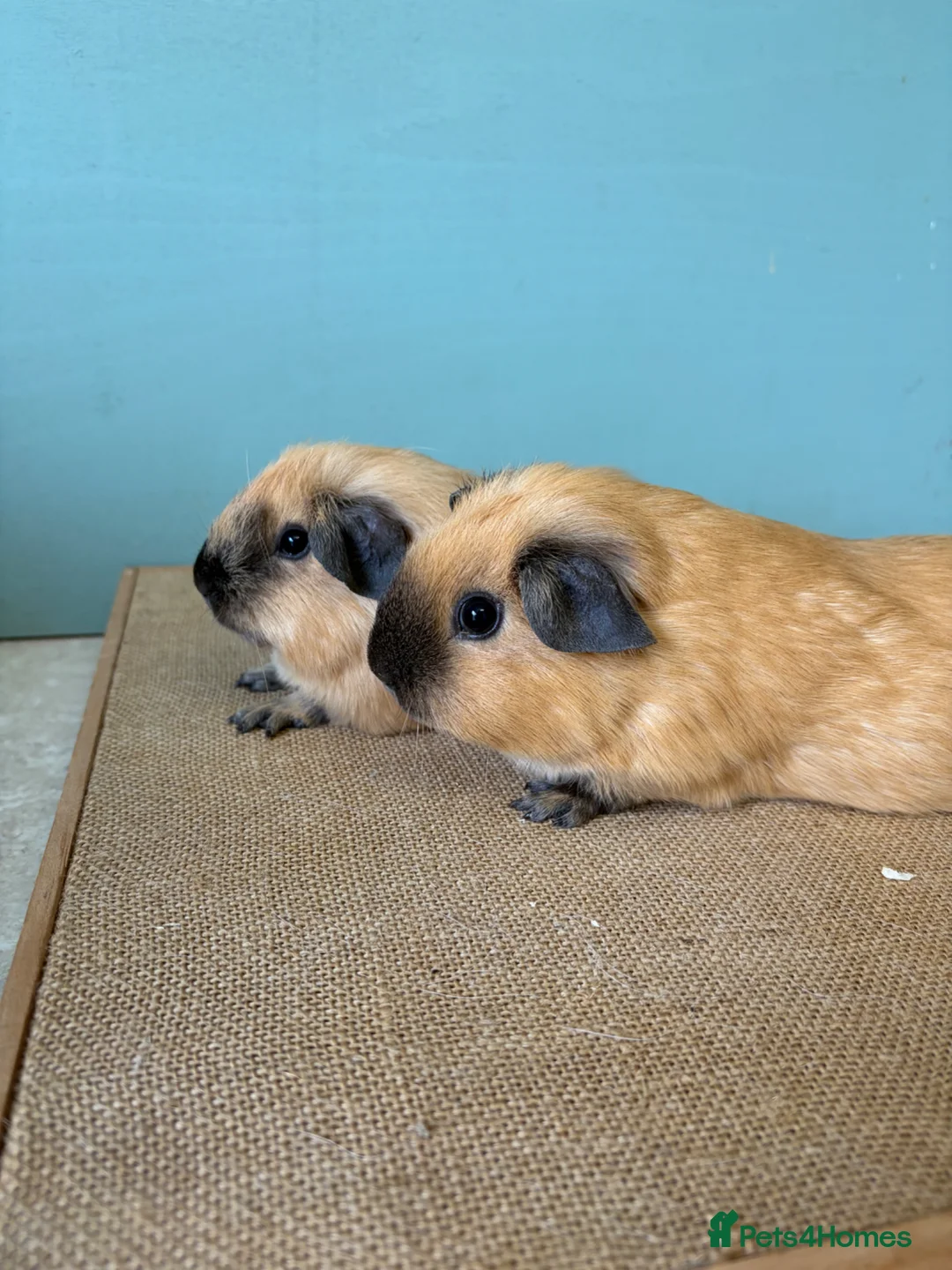 Guinea Pig rodents for sale: Male Cali Pair - Advert 2