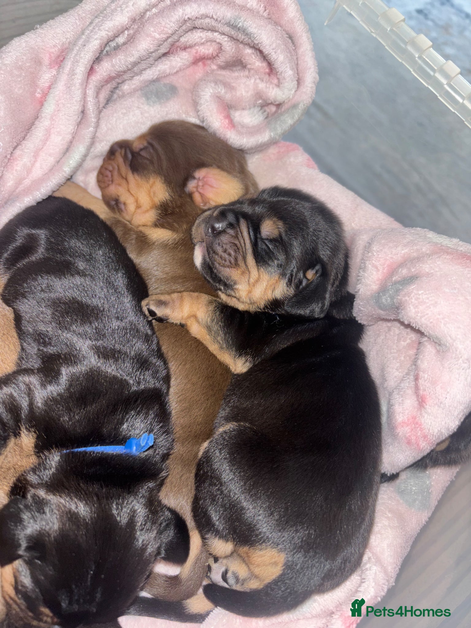 Mixed Breed dogs Cockerbull puppies born 16th March  - Advert 1