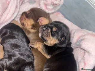 Mixed Breed dogs Cockerbull puppies born 16th March - Advert 1