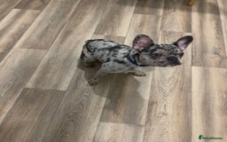 French Bulldog dogs for sale: Merle French bulldog  - Image 6