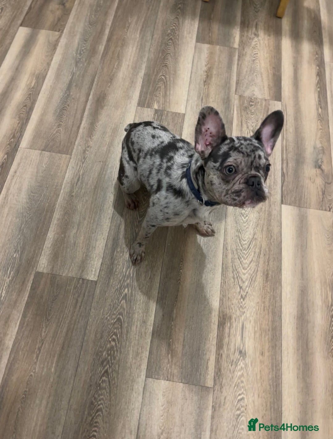 French Bulldog dogs for sale: Merle French bulldog  - Image 6