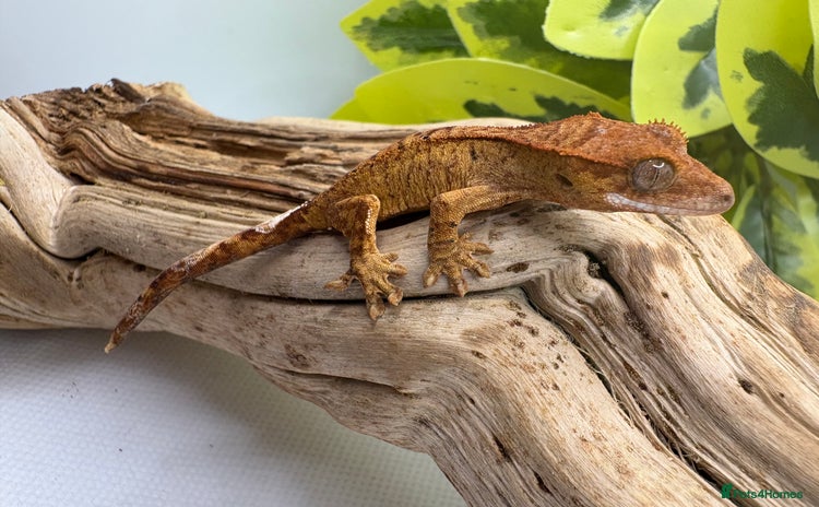 Gecko reptiles Crested Gecko Babies - Advert 1