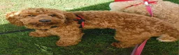 Cockapoo dogs for sale: F2 Cockapoo puppies in Jarrow - Advert 9