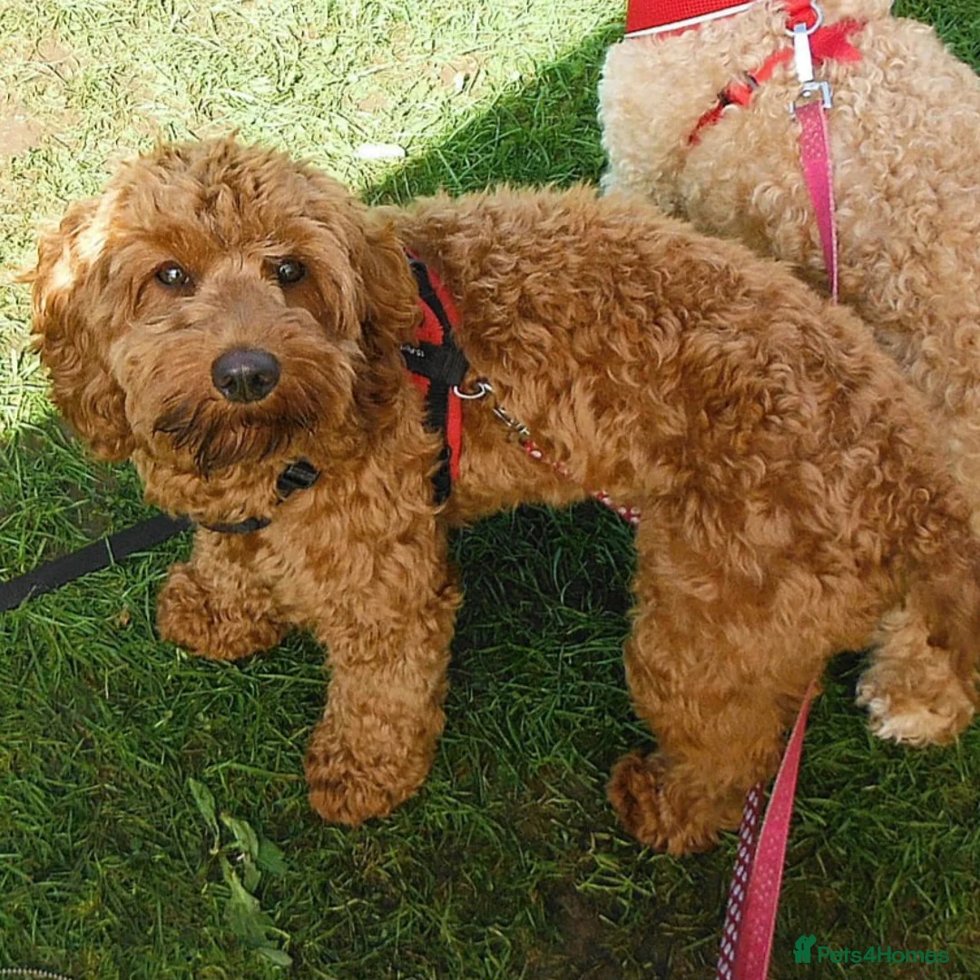 Cockapoo dogs for sale: F2 Cockapoo puppies in Jarrow - Advert 9