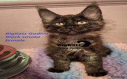 Maine Coon cats for sale: Stunning litter of Maine Coons - ready now! - Image 8