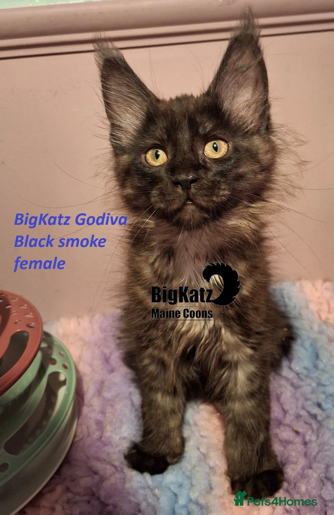 Maine Coon cats for sale: Stunning litter of Maine Coons - ready now! - Image 8
