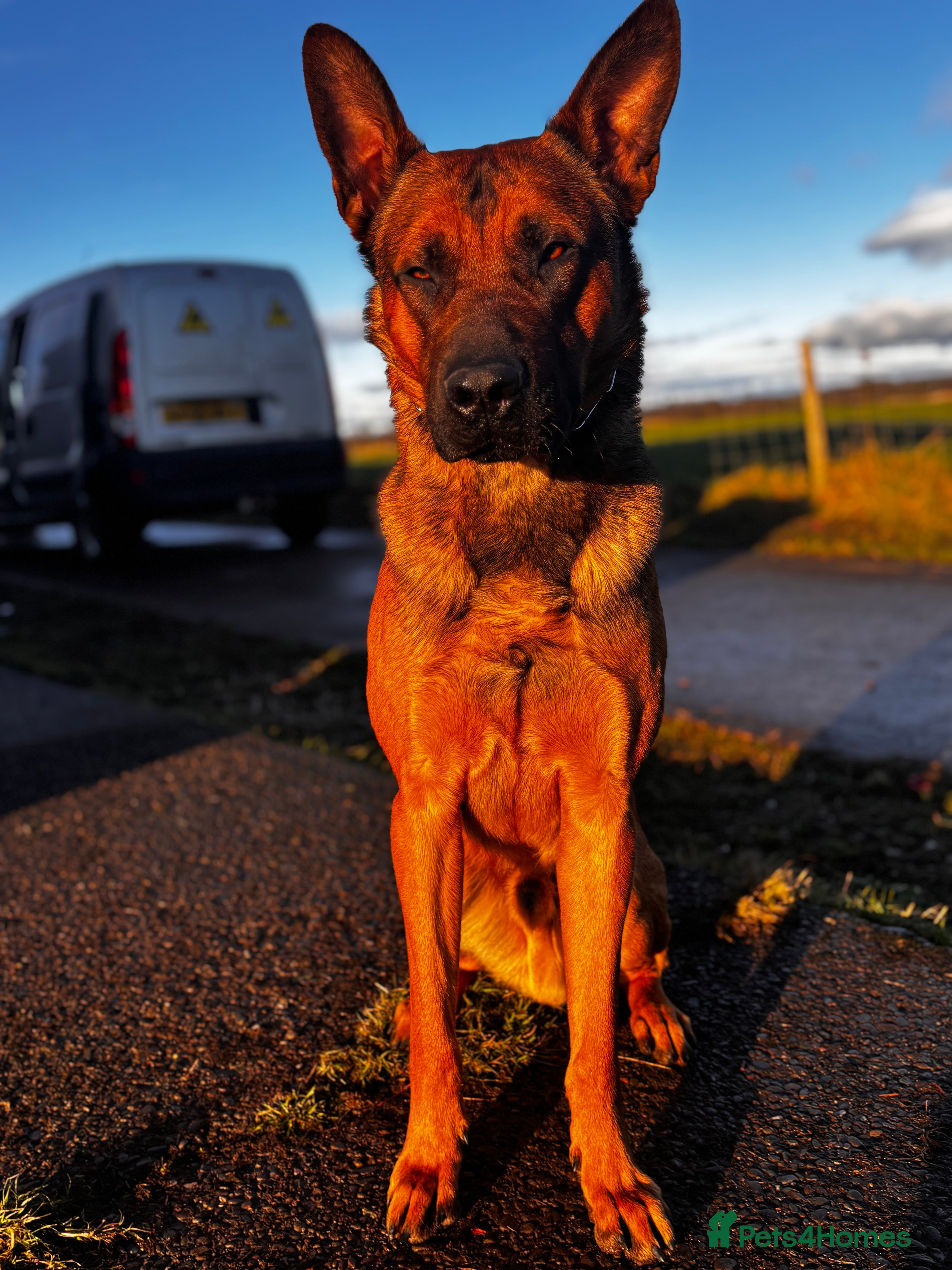 Belgian Shepherd Dog dogs Bruce male Belgian Mali  - Advert 12