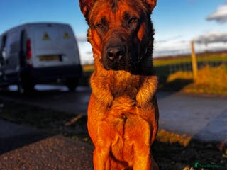 Belgian Shepherd Dog dogs Bruce male Belgian Mali - Advert 12