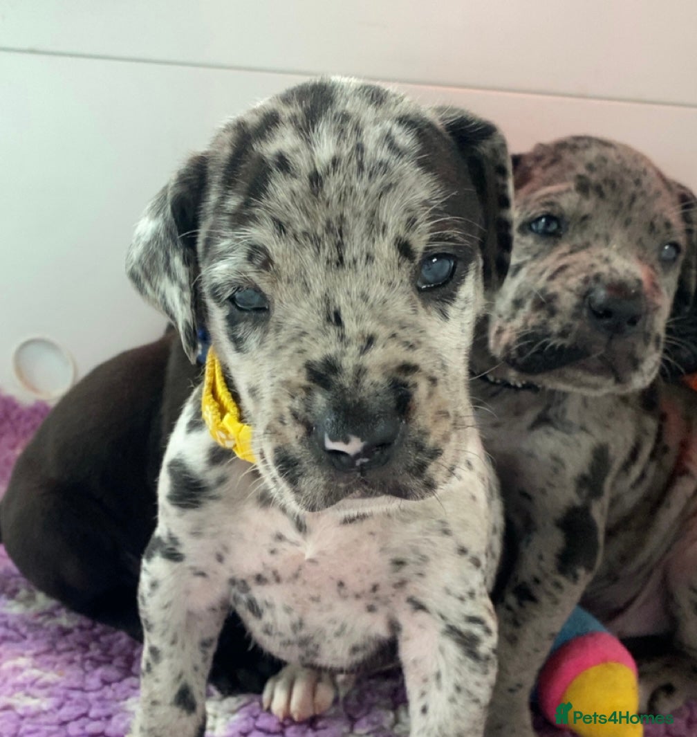 Mixed Breed dogs Beautiful Italian daniffs (Great Dane/cane corso)  - Advert 5