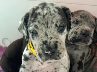 Mixed Breed dogs Beautiful Italian daniffs (Great Dane/cane corso) - Advert 5