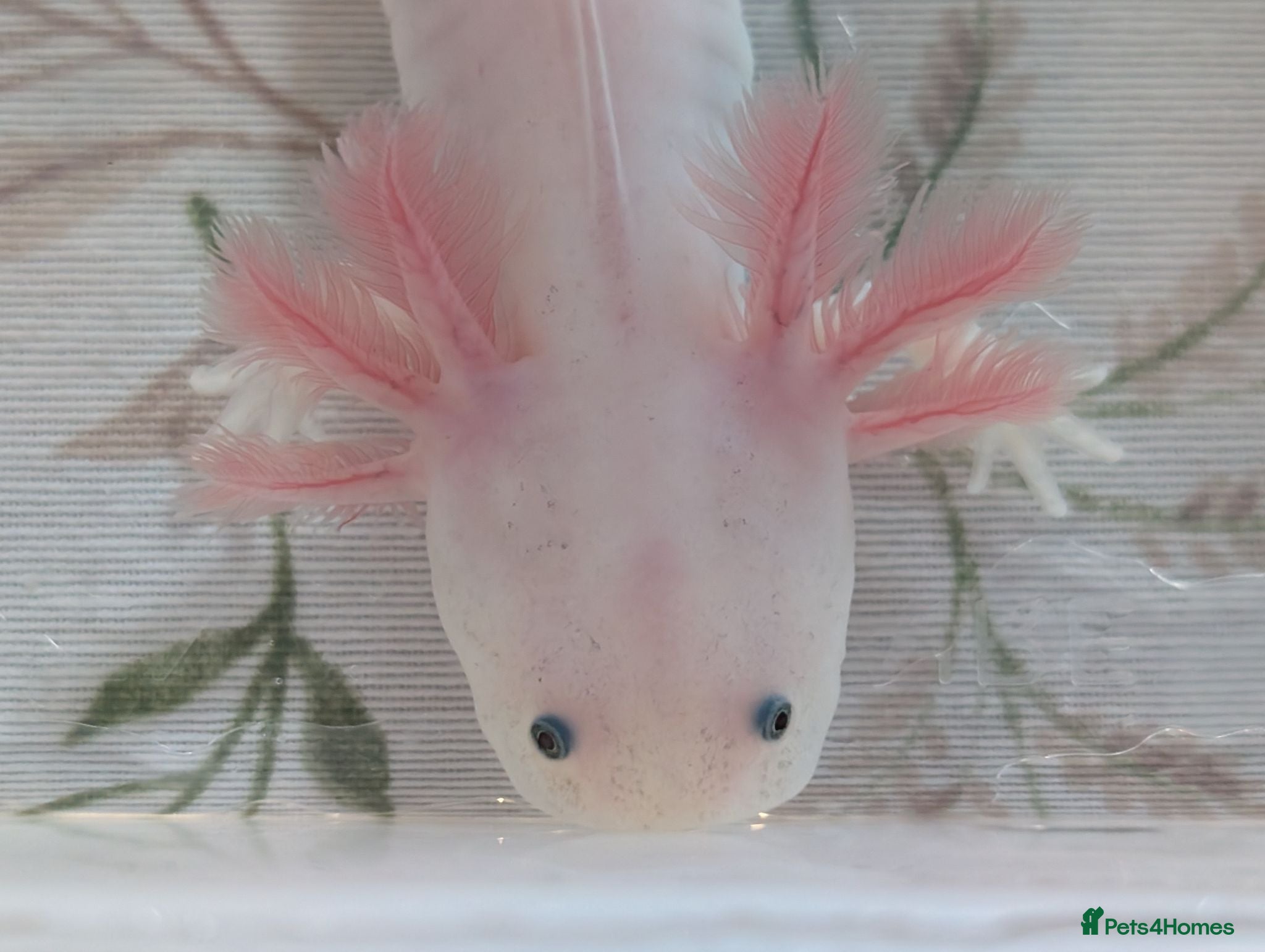 Axolotl reptiles Juvenile Leucistic Axolotls - Available Now - Advert 2