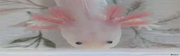 Axolotl reptiles for sale: Juvenile Leucistic Axolotls - Available Now - Advert 2