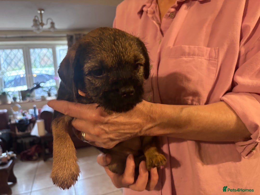 Border Terrier dogs for sale: Adorable Border Terrier Puppies Ready 22 Jan - Advert 3