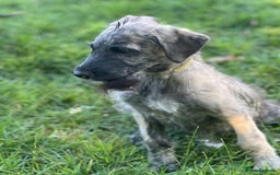 Irish Wolfhound dogs for sale: KC REGISTERED FEMALE IWH PUPPIES - Image 7