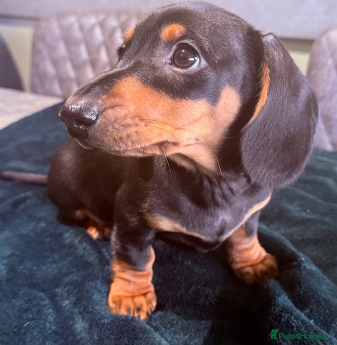 Miniature Dachshund dogs for sale: Ruby and Marley pups - Advert 7