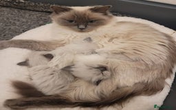 Ragdoll cats for sale: STUNNING GCCF CHAMPION SIRED KITTENS  - Image 24