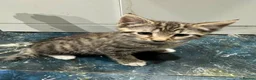Mixed Breed cats for sale: Adorable Tabby Kittens Ready for New Homes - Advert 7