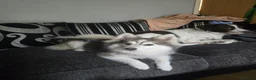 Pomsky dogs for sale: Pomsky Puppys For Sale - Advert 26