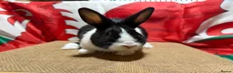 Dutch rabbits for sale: Gorgeous Dutch rabbit ready to leave.  - Advert 4