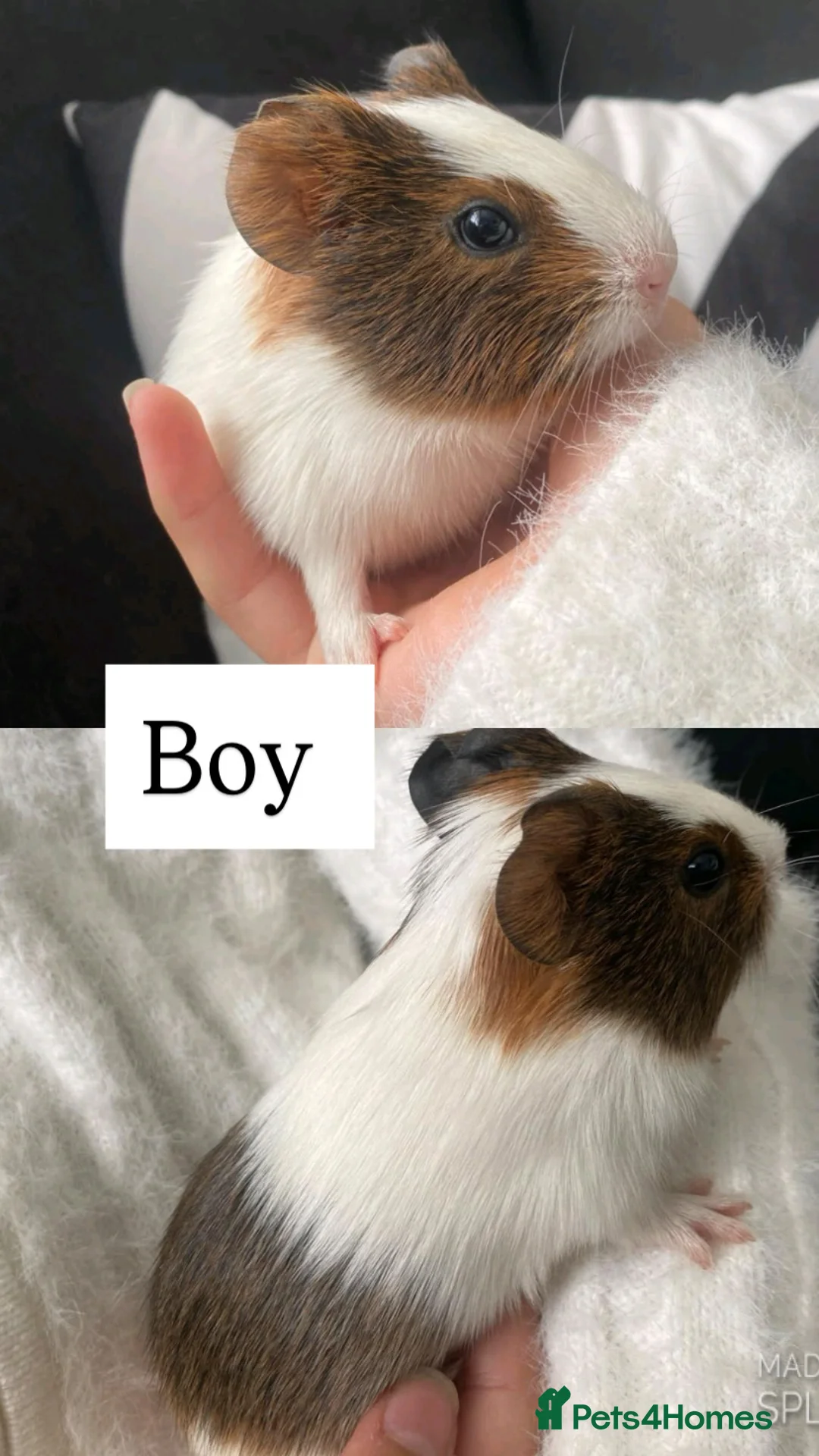 Guinea Pig rodents for sale: Beautiful Guinea pigs - Advert 1