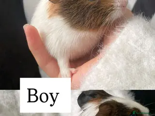 Guinea Pig rodents Beautiful Guinea pigs - Advert 10