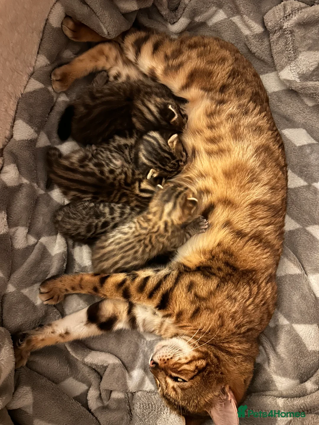 Mixed Breed cats for sale: Cute Bengal mix kittens, social and litter trained in Virginia Water - Advert 2