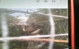 Mixed Breed birds for sale: Asian brown wood owls - Image 3