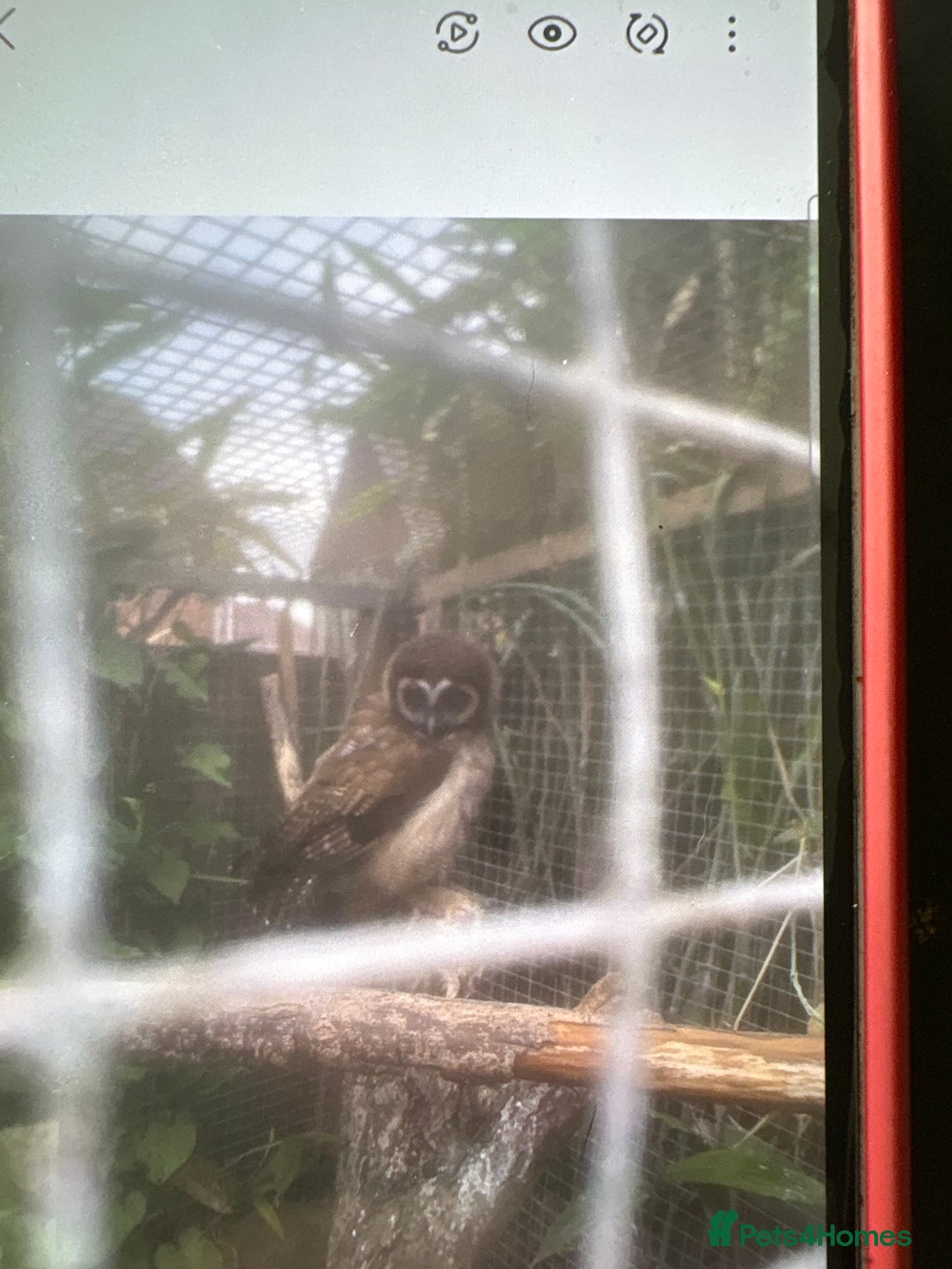 Mixed Breed birds for sale: Asian brown wood owls - Image 3