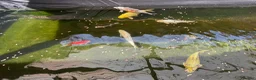 Koi Carp fish for sale: Koi and sturgeon fish - Advert 3