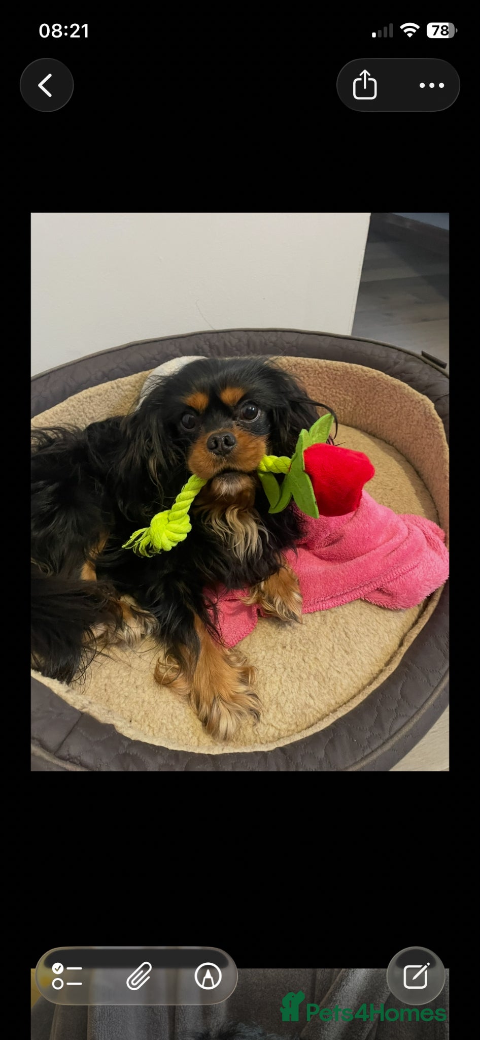 Cavalier King Charles Spaniel dogs 💙 HUGO 💙 KC Health tested dog for Stud.  - Advert 1