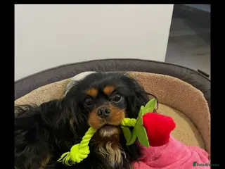 Cavalier King Charles Spaniel dogs 💙 HUGO 💙 KC Health tested dog for Stud. - Advert 1