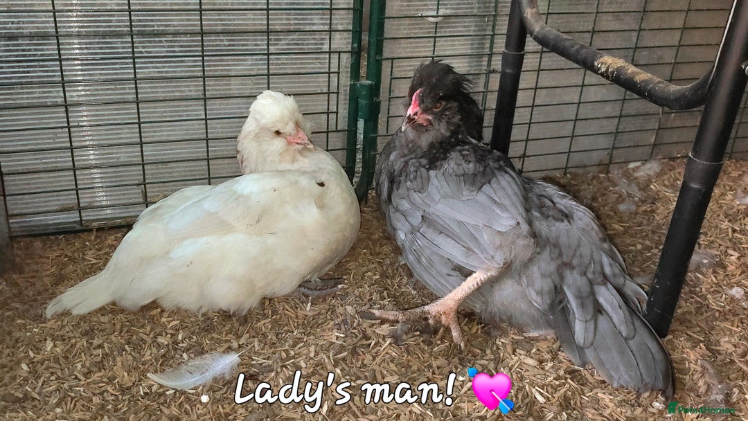Chickens poultry for sale: Blue British tailed Araucana boy  - Image 8