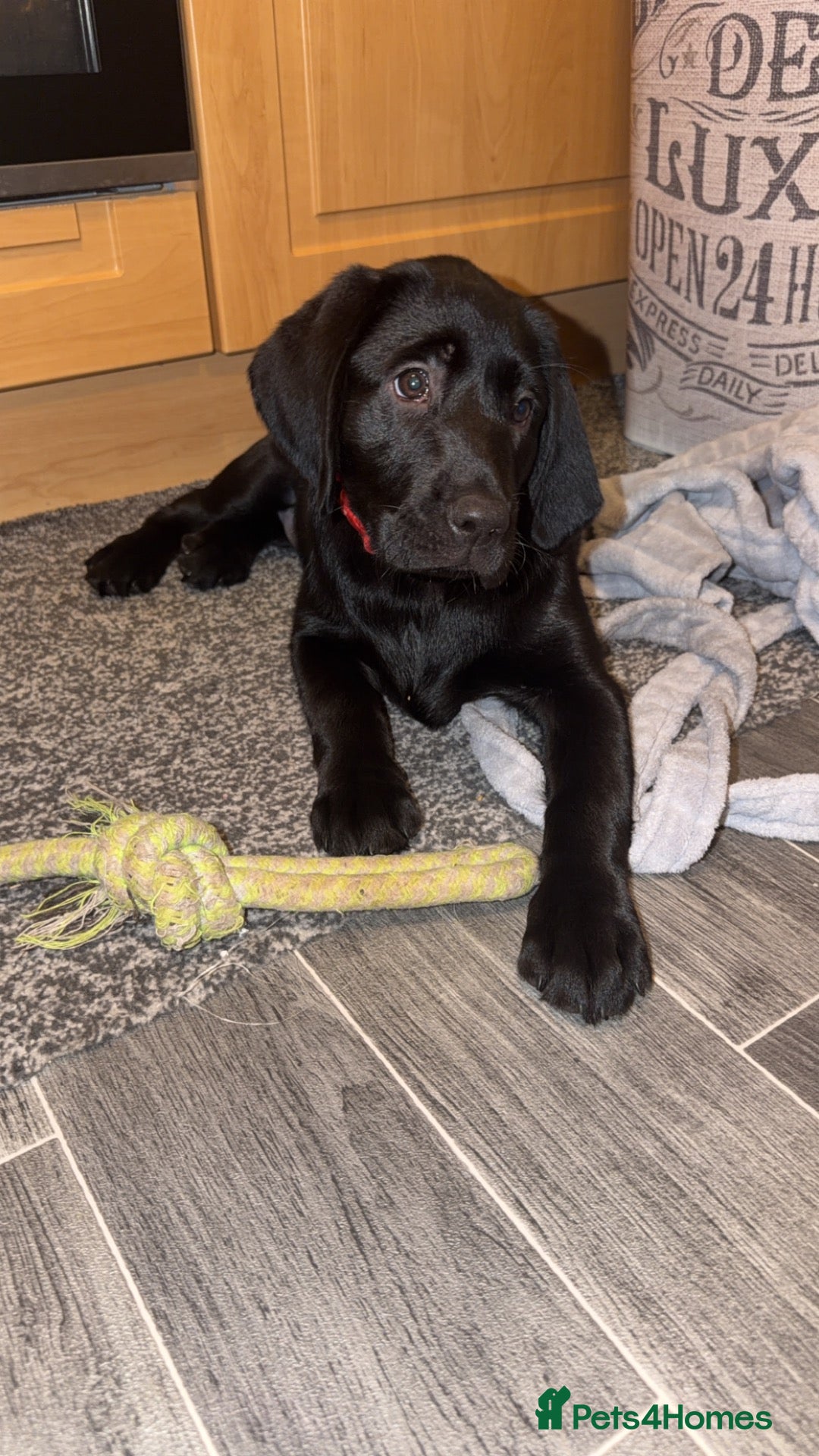 Labrador Retriever dogs Last Beautiful Labrador champion bloodline pup - Advert 1