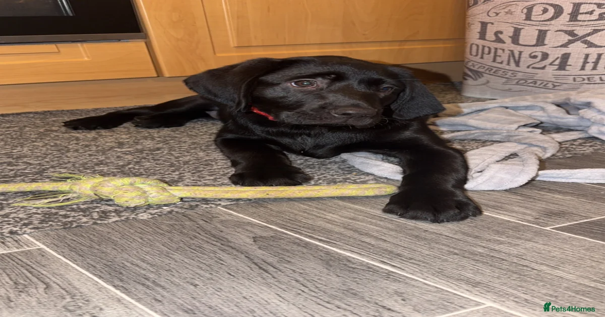 Puppies for sale in Stalybridge, Greater Manchester | Pets4Homes
