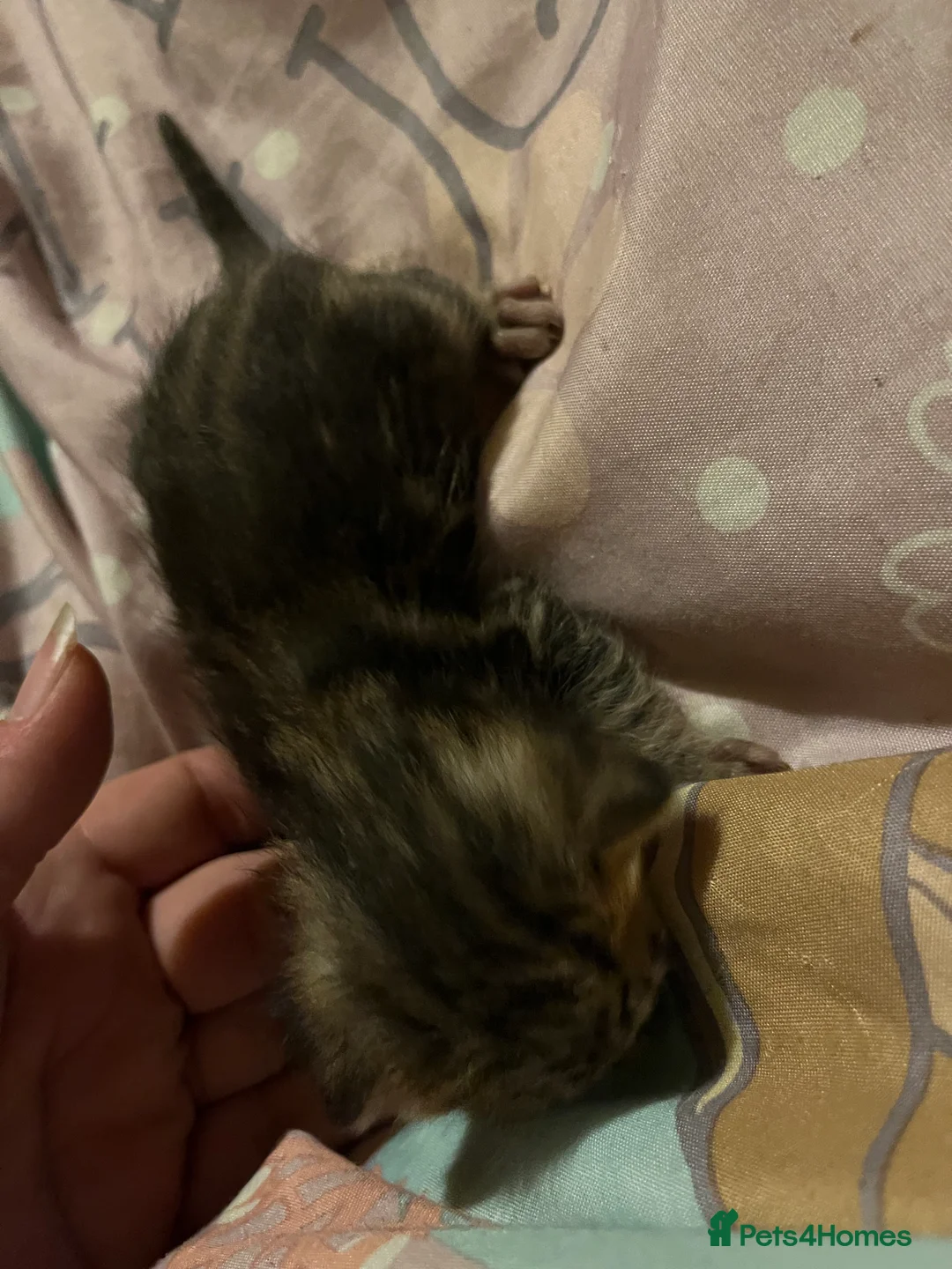 Mixed Breed cats for sale: Gorgeous bengal cross kittens  - Advert 15